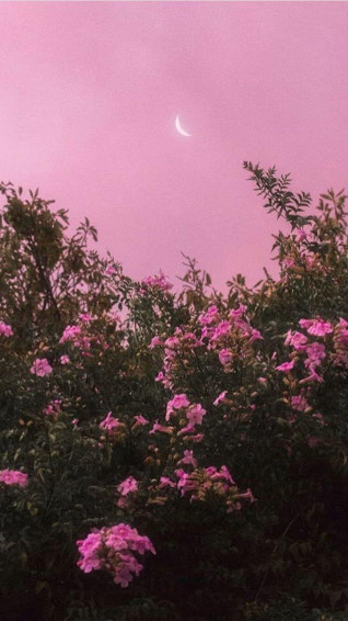 Aesthetic Pink Wallpaper Top Best Background