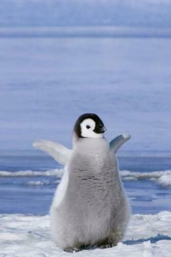 And Of Course The Penguin