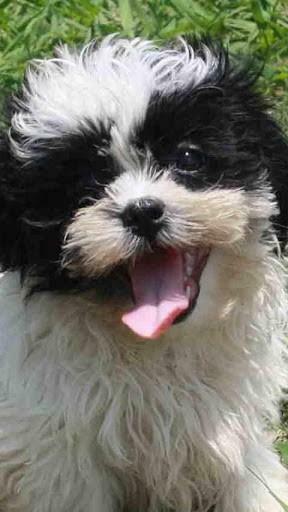 Bigger Shih Tzu Live Wallpaper For Android Screenshot