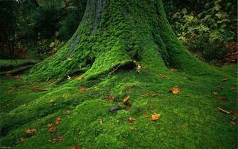 Covered Stones Trees HD Nature Wallpaper