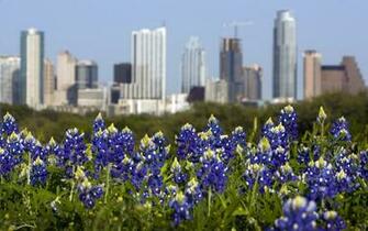 Bluebonnet Desktop Wallpaper HD