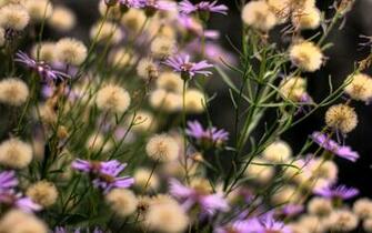 Wallpaper Wednesday Week Wildflowers Dhb Photography