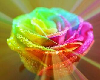 Rainbow Rose High Quality And Resolution Wallpaper On