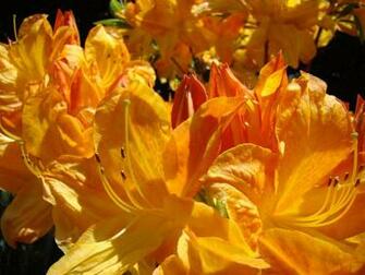 Fine Art Prints High Resolution Wallpaper Hivewallpaper