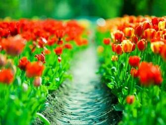 Beautiful Spring Tulips
