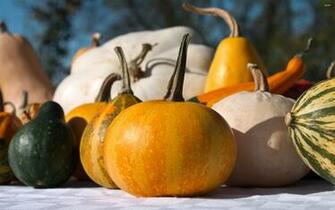 Pumpkins Wallpaper Photography