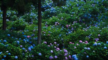 Desktop Wallpaper Kyoto Japan Gardens Flowers Hydrangea