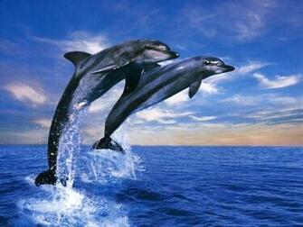 Moving Dolphin Screensavers