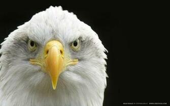 Guia Americana Vetor