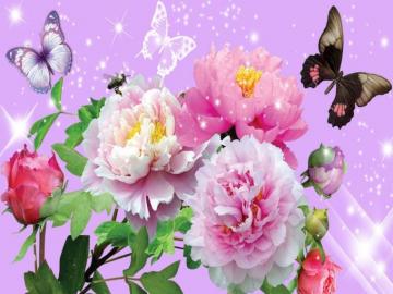 Yorkshire Rose Image Flowers And Butterflies HD