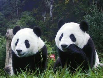 Panda Wallpaper Zoom