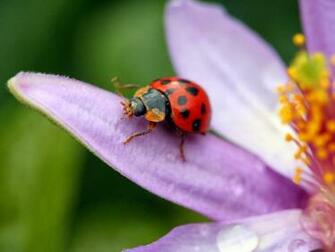 Ladybug HD Wallpaper