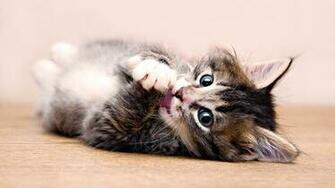 Wallpaper Full HD 1080p 1080i Kitten Paw Lie Down