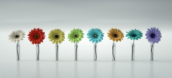 Gerbera Daisy Gonzo Deviantart