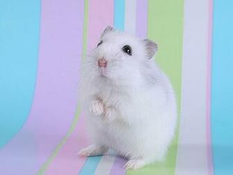 On September By Stephen Comments Off Hamster HD Wallpaper