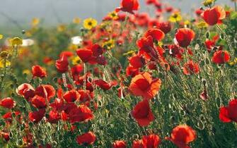 Poppy Computer Wallpaper Desktop Background Id