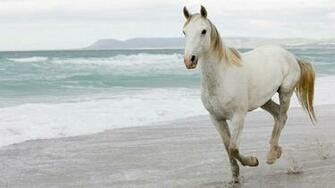 Beach Animals Horses White Horse Wallpaper