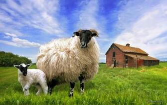 Sheep Wallpaper X Net