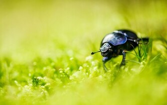Blurred Grass Bug HD Wallpaper