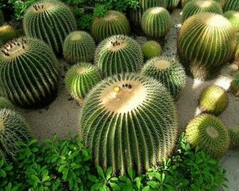 Desert Cactus HD Wallpaper