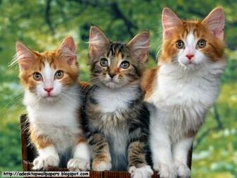 Funny Cat Wallpaper Pc Beautiful