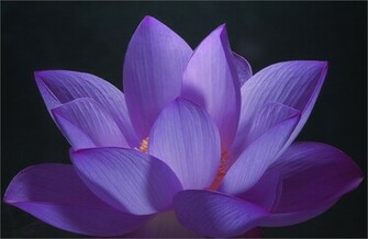 Purple Lotus Flower HD Wallpaper Image Pictures Tattoos