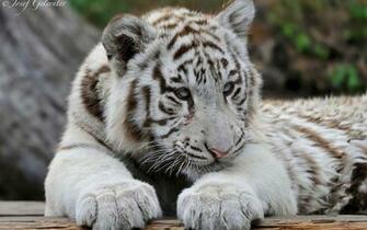 Baby White Tiger Wallpaper