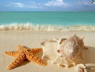 Seashells Wallpaper