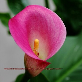 Paulbarford Heritage The Ruth Calla Lily Flowers Wallpaper