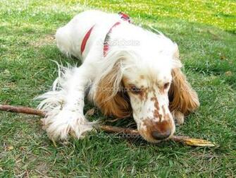 England Other Names Cocker Spaniel Nicknames