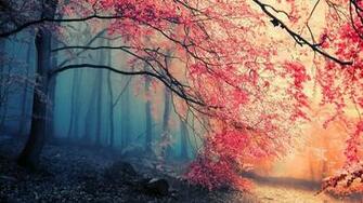 Beautiful Woods Desktop Wallpaper And Background Description