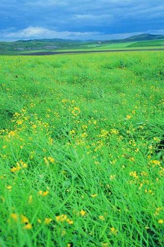 Cool Summer Broad Grassland Scenery Background For iPhone 4s