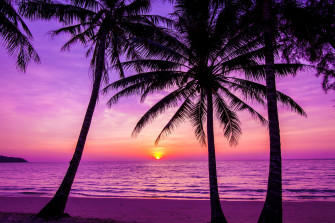 Palm Tree Beach Wallpaper