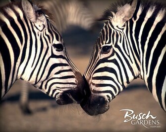 Zebra Wallpaper Pack Cute Girls Celebrity