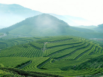 Beautiful Green Tea Gardens HD Wallpaper