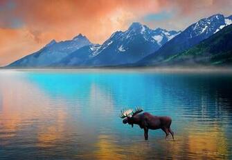 Moose In Lake With Grand Tetons Background Photograph By Dan Barba