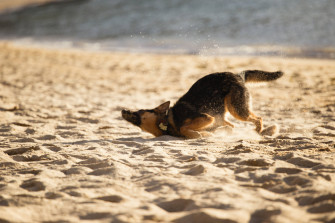 Top German Shepherd Dog Wallpaper Full HD 4k To Use