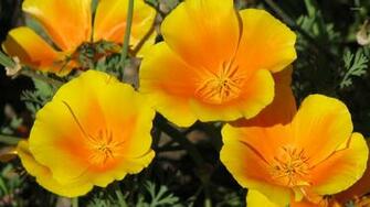 California Poppy Wallpaper Flower