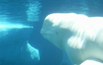 Beluga Whale Wallpaper