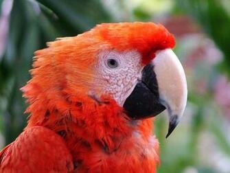 Tropical Birds Wallpaper