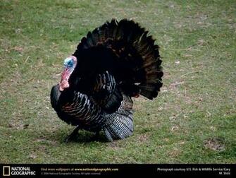 Eastern Wild Turkey Turkeys HD Wallpaper Background Turk