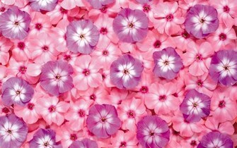 First Series Of Flowers Background Flower