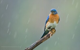 Eastern Bluebird Wallpaper