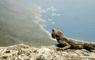 Bearded Dragon Wallpaper