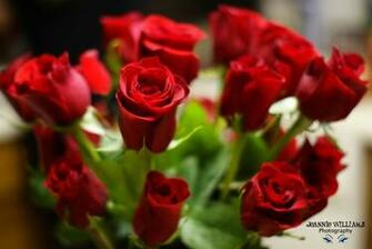 Happy Rose Day HD Wallpaper