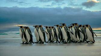 King Penguins Aptenodytes Patagonicus Walk The Beach Just After