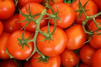 Tomato Pictures Image