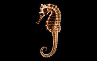 Quality Photo Of Seahorse Wallpaper X Ray Skeleton For Desktop