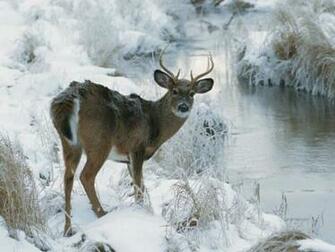 Photos Best Deer Photo Collection In Winter Season Wallpaper