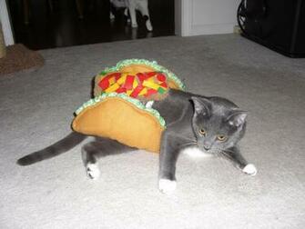 Without Further Ado I Give You Jackson As A Taco Elliot